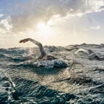 How to Breathe in Choppy Open Water: Race-Day Techniques That Work
